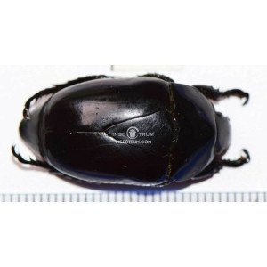 MACRASPIS NAZARETI MACRASPIS NAZARETI